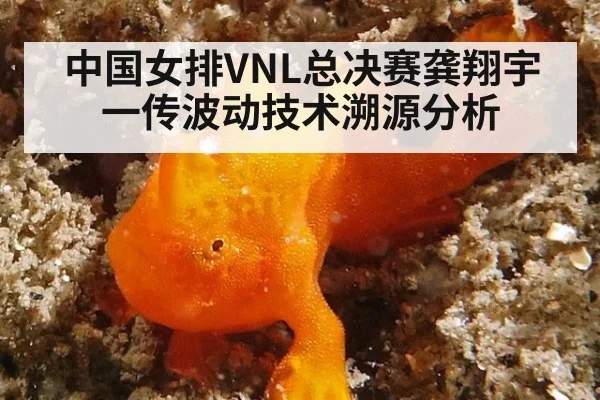 中国女排VNL总决赛龚翔宇一传波动技术溯源分析