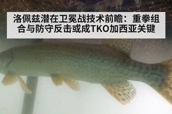 洛佩兹潜在卫冕战技术前瞻：重拳组合与防守反击或成TKO加西亚关键